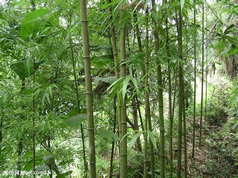 竹的特質